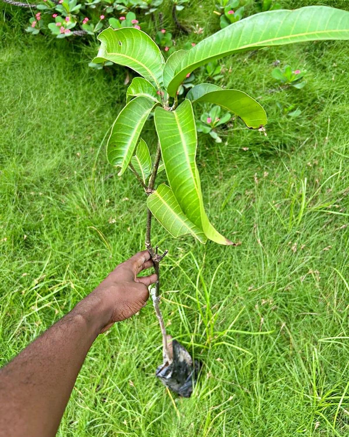 Grafted mango sapling with long green leaves in a nursery bag