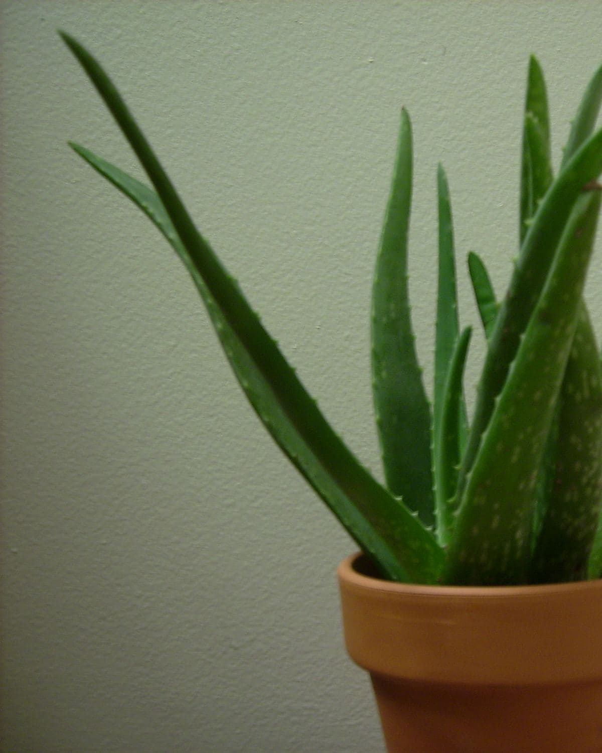 Aloe vera with thick fleshy green leaves in a clay pot