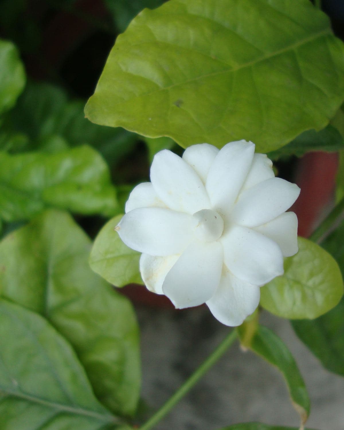 Arabian jasmine (motia) shrub with fragrant white flowers