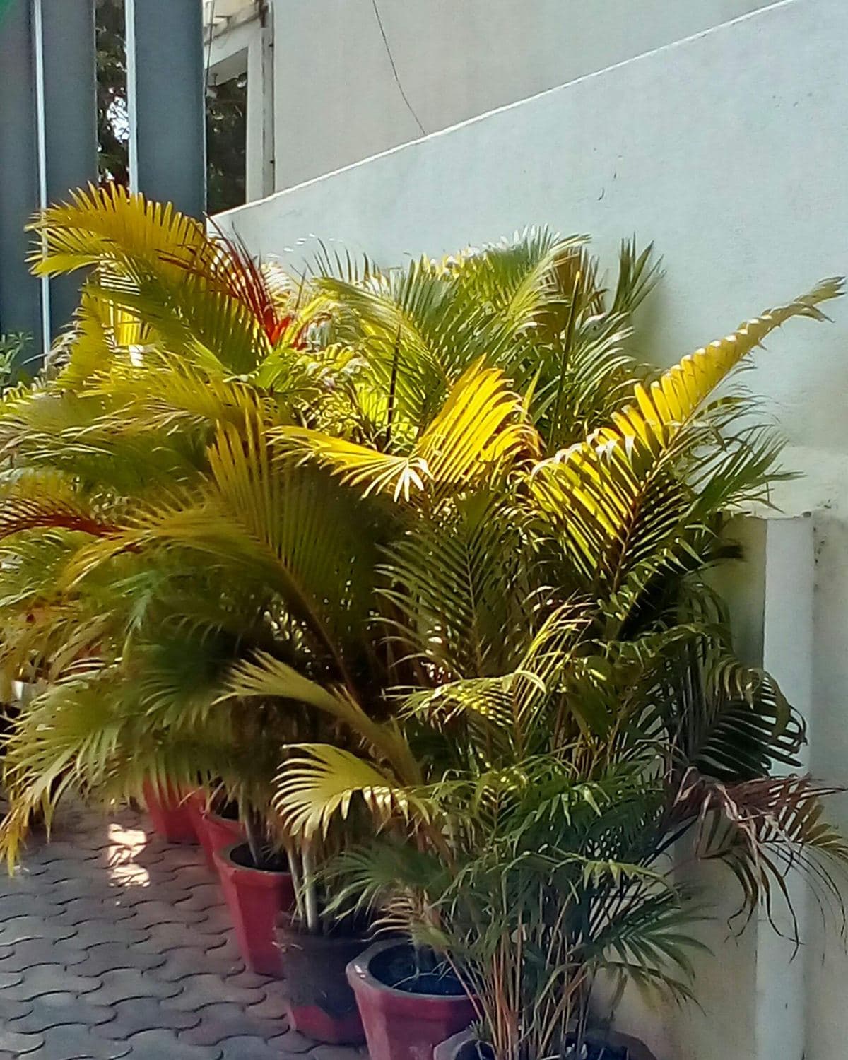 Areca palm with arching feathery green fronds in a large pot