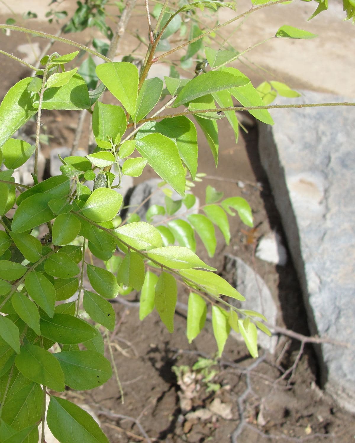 Curry leaf plant with aromatic pinnate green leaves