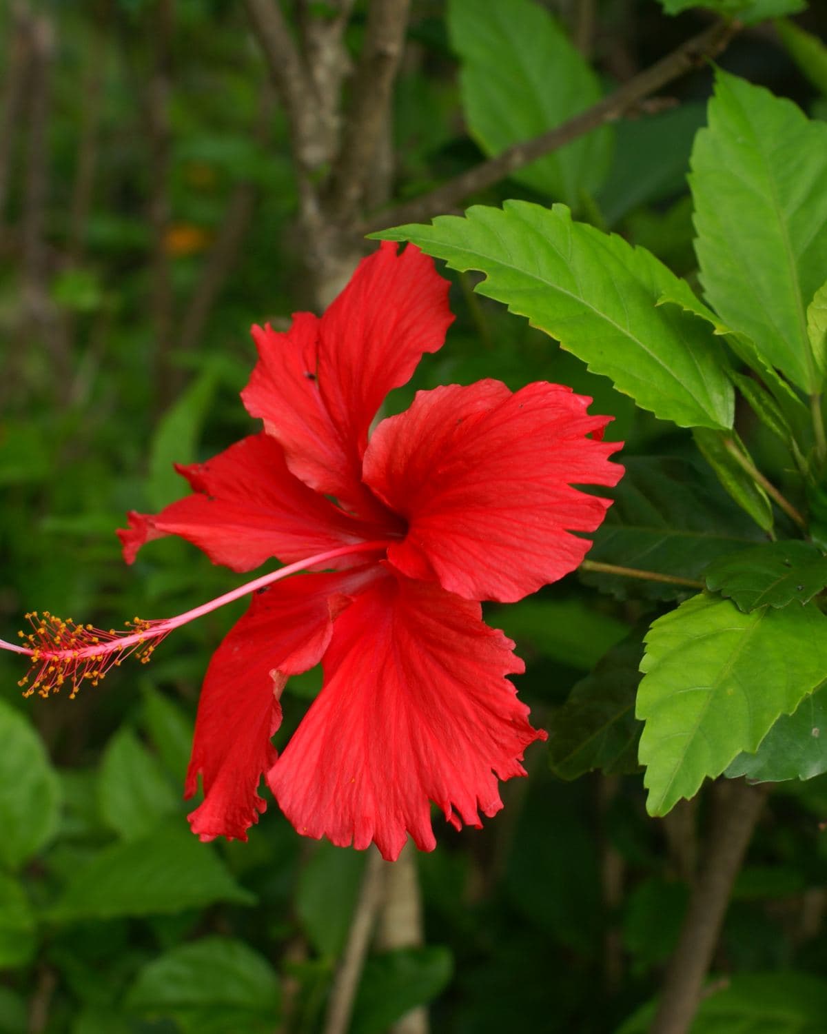 Hibiscus shrub with a large red trumpet-shaped flower