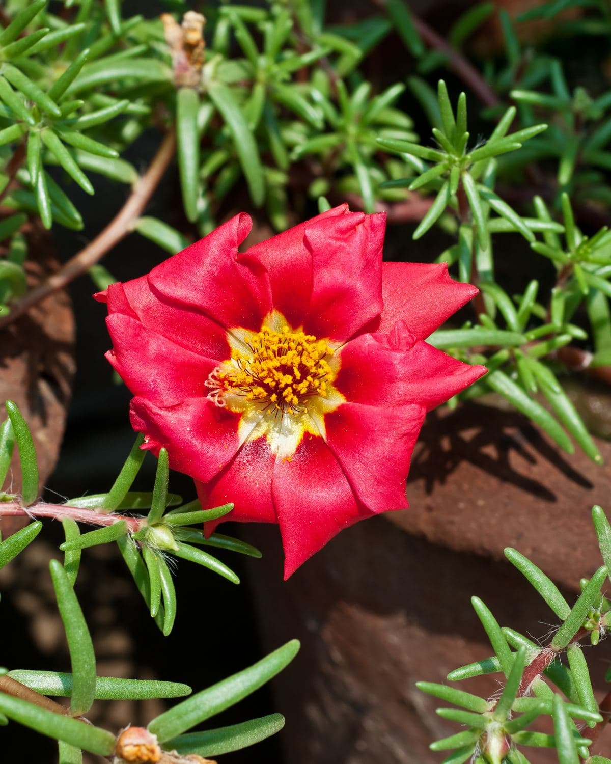 Portulaca with bright multicoloured flowers spilling over a pot rim
