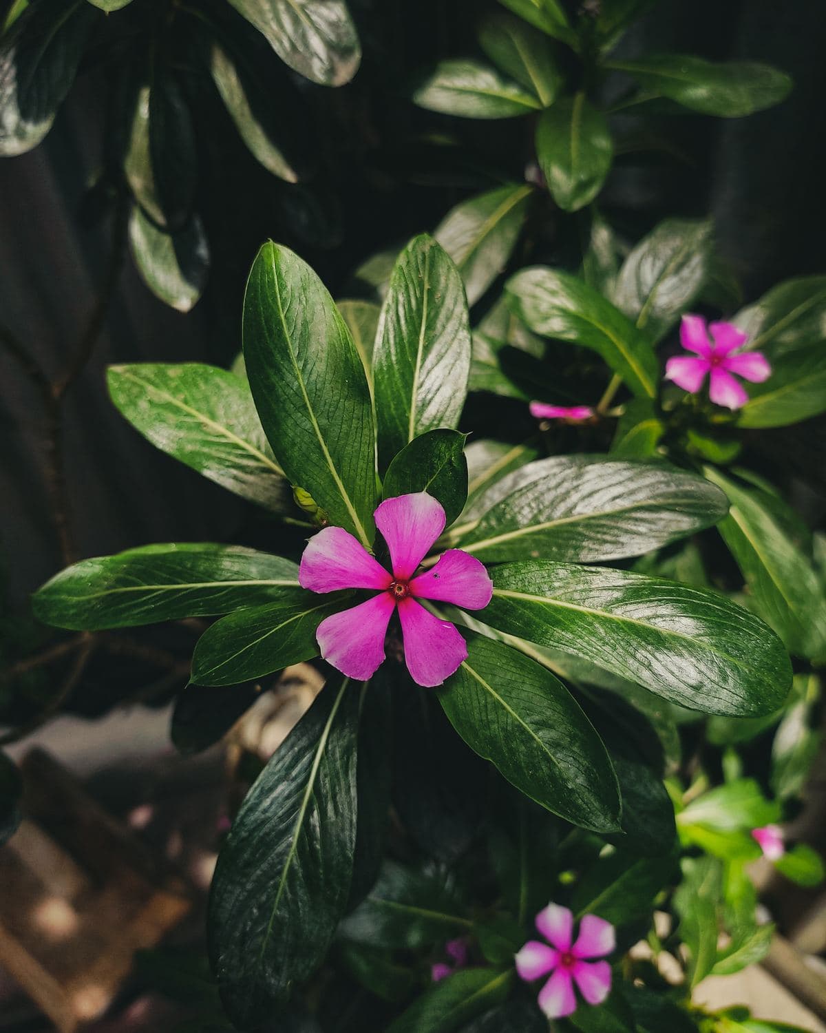 Sadabahar plant with pink five-petalled flowers and glossy leaves